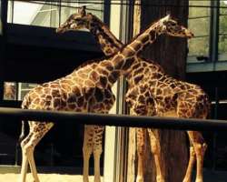 The Zoo helped to save various animals from extinction. They also educate the visitors about the wildlife and protect the animals. So as to make Earth
